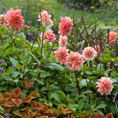 Георгина Голландский фестиваль Георгина Голландский фестиваль - Dolina-Sad.Ru