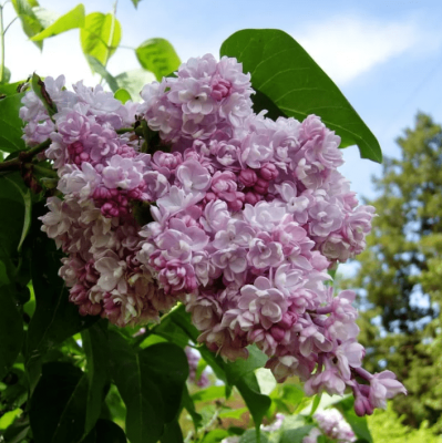 Сирень обыкновенная Бель Де Ненси Сирень обыкновенная Бель Де Ненси фото
