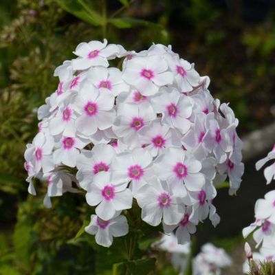 Флокс метельчатый Граф Цеппелин , C2 Флокс метельчатый Граф Цеппелин , C2 фото