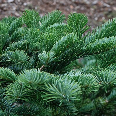 Пихта миловидная Спрединг Стар Пихта миловидная Спрединг Стар - Dolina-Sad.Ru
