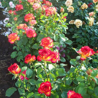 Роза Утопия Роза Утопия - Dolina-Sad.Ru