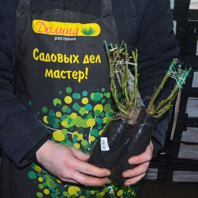 Роза Беролина Роза Беролина фото