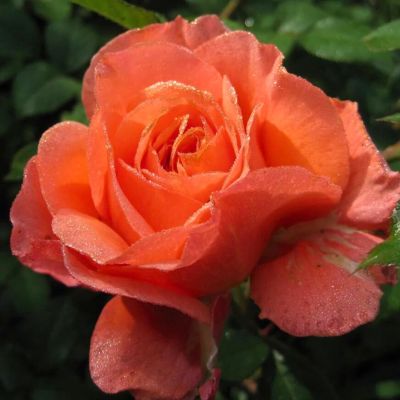 Роза Амбассадор - Dolina-Sad.Ru