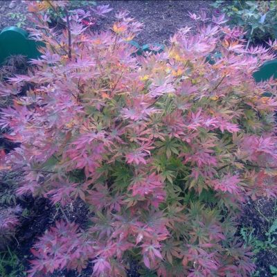 Клен Баттерфлай Клен Баттерфлай - Dolina-Sad.Ru