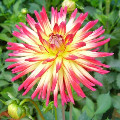 Георгина Вестон Спаниш Денсер Георгина Вестон Спаниш Денсер фото