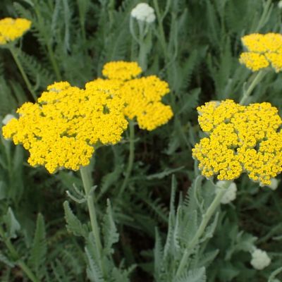 Тысячелистник Муншайн - Dolina-Sad.Ru