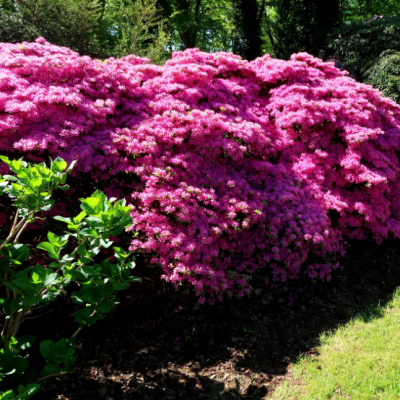 Рододендрон Амоенум Рододендрон Амоенум фото