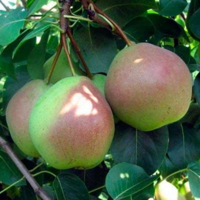 Груша Десертная Россошанская/Осенняя Груша Десертная Россошанская/Осенняя - Dolina-Sad.Ru