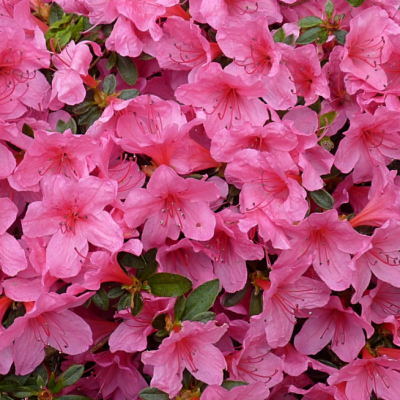 Рододендрон Мадам ван Хенке фото