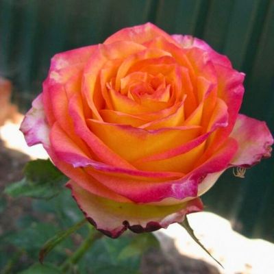 Роза Утопия Роза Утопия - Dolina-Sad.Ru