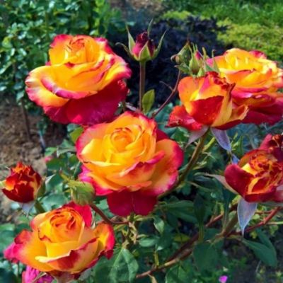 Роза Циркус Роза Циркус - Dolina-Sad.Ru