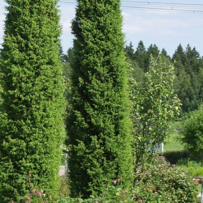 Можжевельник обыкновенный Суецика Можжевельник обыкновенный Суецика фото