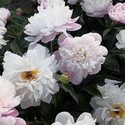 Пион Леди Александр Дафф - Dolina-Sad.Ru