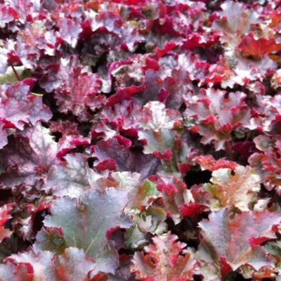 Гейхера Кримсон Керлз Гейхера Кримсон Керлз - Dolina-Sad.Ru