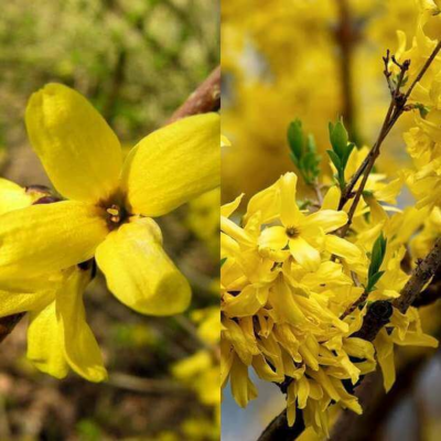 Форзиция корейская Комсан Форзиция корейская Комсан фото