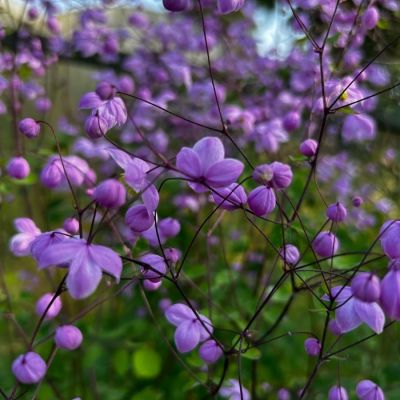 Василистник делавея Василистник делавея - Dolina-Sad.Ru