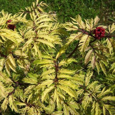 Бузина красная Плюмоза Аурея Бузина красная Плюмоза Аурея - Dolina-Sad.Ru