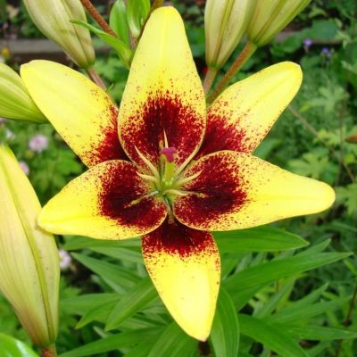 Лилия Жоан Песоа Лилия Жоан Песоа фото