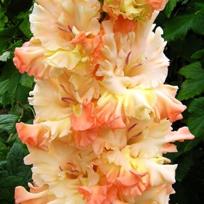 Гладиолус Княгиня Елизавета Гладиолус Княгиня Елизавета - Dolina-Sad.Ru