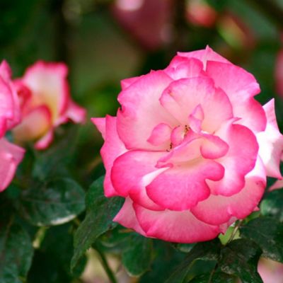 Роза Хандель Роза Хандель - Dolina-Sad.Ru