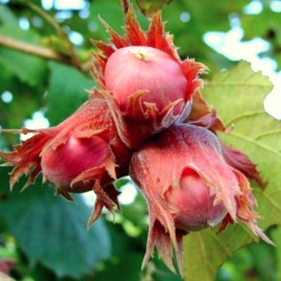 Фундук Екатерина Фундук Екатерина - Dolina-Sad.Ru