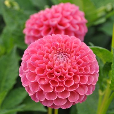 Георгина Джоуи Фрамбо Георгина Джоуи Фрамбо фото