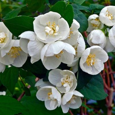 Жасмин Виргинал, С3 - Dolina-Sad.Ru