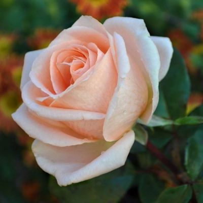 Роза Осиана Роза Осиана - Dolina-Sad.Ru