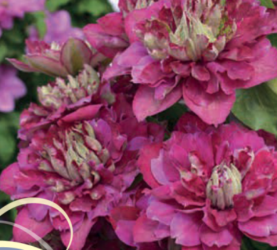 Клематис Хот Киссес Клематис Хот Киссес - Dolina-Sad.Ru