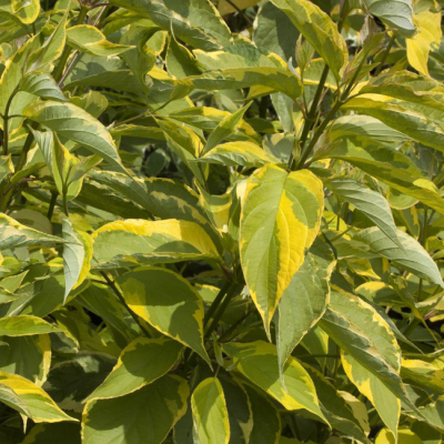 Дерен белый Гоучаулти Дерен белый Гоучаулти фото