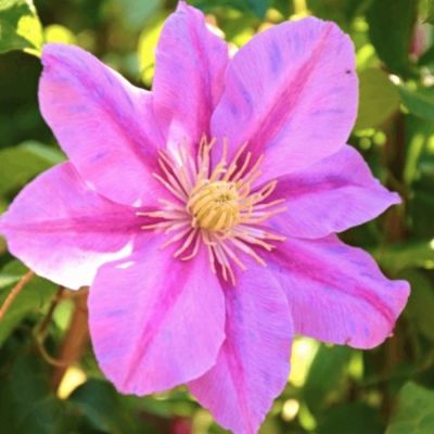 Клематис Пинк Бьюти Клематис Пинк Бьюти - Dolina-Sad.Ru