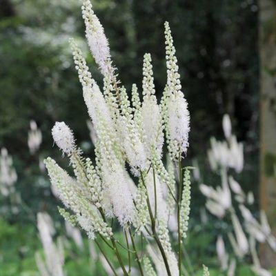 Воронец кистевидная кордифолия Воронец кистевидная кордифолия - Dolina-Sad.Ru