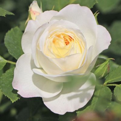 Роза Фриденслихт - Dolina-Sad.Ru