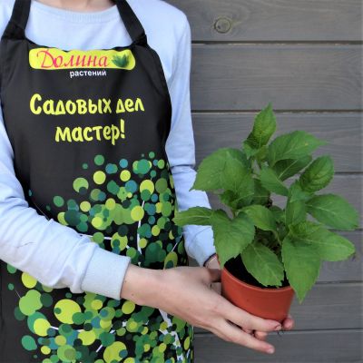 Гортензия крупнолистная Грюнес Гевельбе Гортензия крупнолистная Грюнес Гевельбе фото