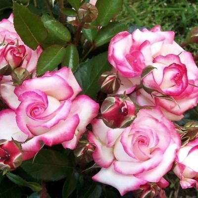 Роза Хандель Роза Хандель - Dolina-Sad.Ru