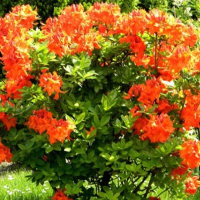 Азалия Гибралтар Азалия Гибралтар фото