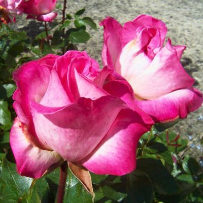 Роза Роз Гожар Роза Роз Гожар - Dolina-Sad.Ru