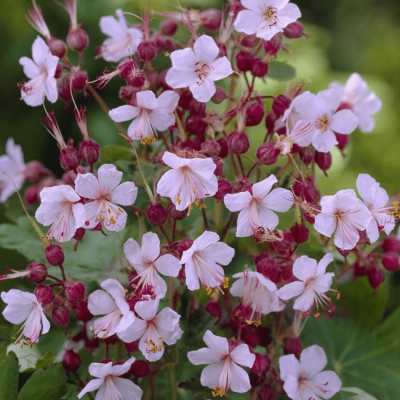 Герань крупнокорневищная Ингверсен Герань крупнокорневищная Ингверсен фото