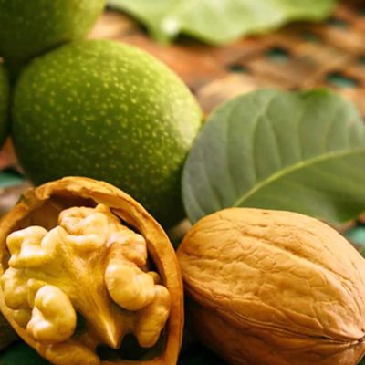 Грецкий орех Идеал - Dolina-Sad.Ru
