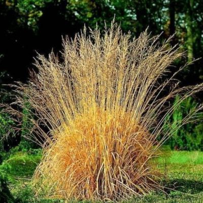 Молиния тростниковая Виндшпиль , C3 Молиния тростниковая Виндшпиль , C3 фото