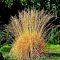 Молиния тростниковая Виндшпиль , C3 Молиния тростниковая Виндшпиль , C3 фото