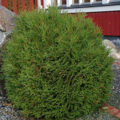 Туя западная Литтл Гиант, С2 Туя западная Литтл Гиант, С2 - Dolina-Sad.Ru