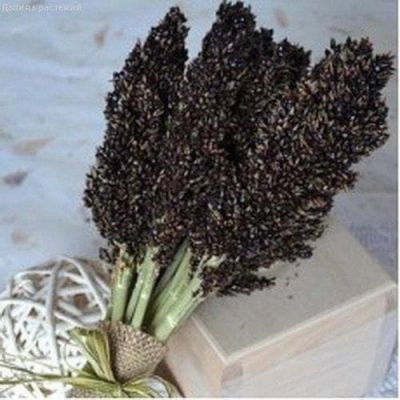 Сорго черное Сафари Сорго черное Сафари фото