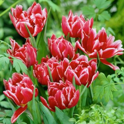 Тюльпан Вилемсурд Тюльпан Вилемсурд фото