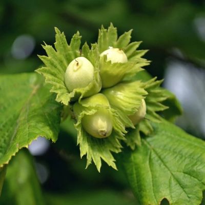 Лещина Фертиль де Коутард Лещина Фертиль де Коутард - Dolina-Sad.Ru