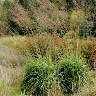 Молиния тростниковая Виндшпиль , C3 Молиния тростниковая Виндшпиль , C3 фото