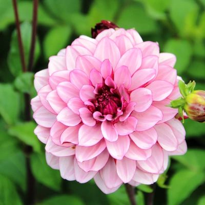 Георгина Крем де Кассис Георгина Крем де Кассис фото