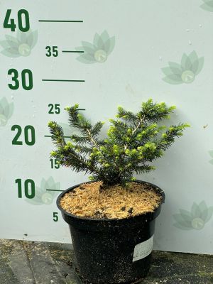 Ель сербская Карел, С2 Ель сербская Карел, С2 - Dolina-Sad.Ru