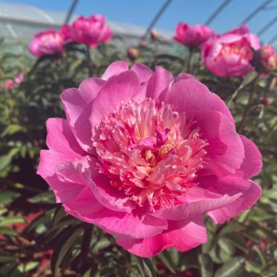 Пион Себастьян Мас - Dolina-Sad.Ru