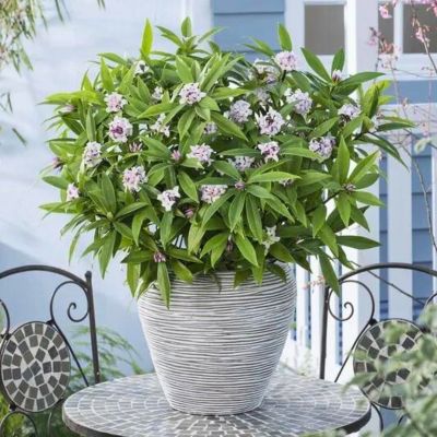 Волчеягодник душистый Пэфьюм Принцесс Волчеягодник душистый Пэфьюм Принцесс - Dolina-Sad.Ru